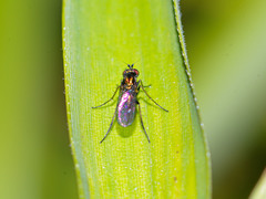 Dolichopodinae