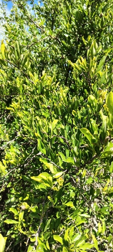 Achatocarpus praecox