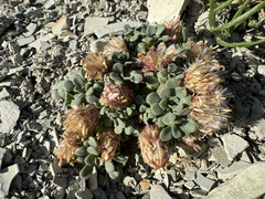 Townsendia montana, photograph (c) Parker James Lloyd, some rights reserved (CC BY)