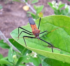 Zelus janus