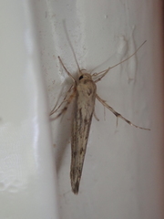 Stathmopoda plumbiflua