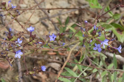Plumbago caerulea, photograph 6
