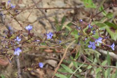 Plumbago caerulea, photograph author not stated, no rights reserved