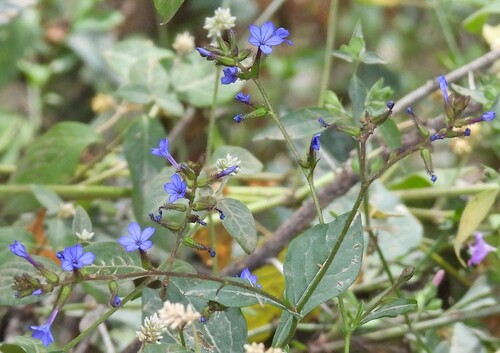 Plumbago caerulea, photograph 5