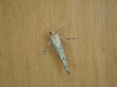 Stathmopoda plumbiflua
