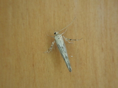Stathmopoda plumbiflua