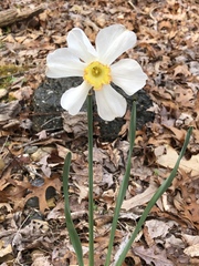 Narcissus poeticus