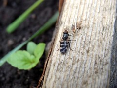 Ceroxys urticae