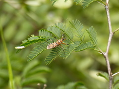 Pyrrhosphodrus amazonus