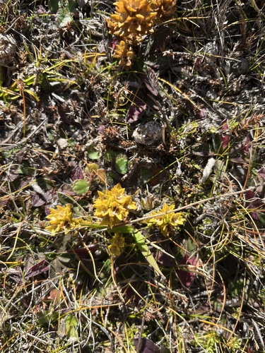 Euphrasia zelandica observed 2026-04-28