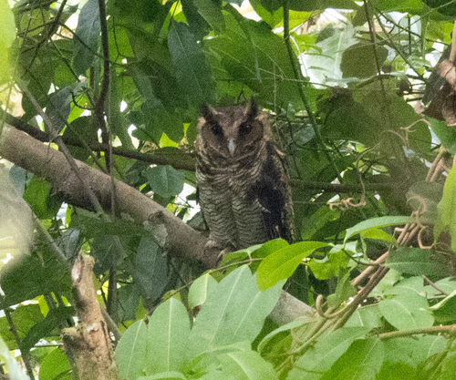 Fraser's Eagle-Owl (Ketupa poensis)