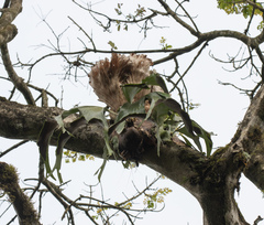 (c) avocat, some rights reserved (CC BY) Platycerium stemaria, photograph (c) avocat, some rights reserved (CC BY)
