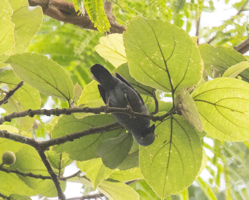 Pale-fronted Nigrita (Nigrita luteifrons), photo 3