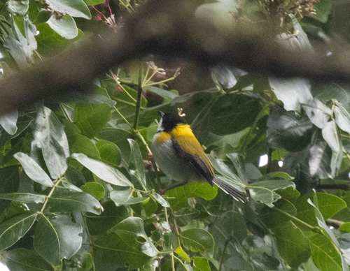 Black-capped Apalis (Apalis nigriceps), photo 2