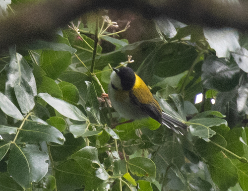 Black-capped Apalis (Apalis nigriceps), photo 2