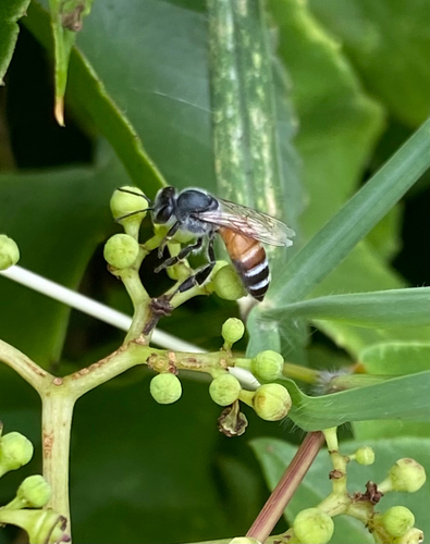 Red Dwarf Honey Bee