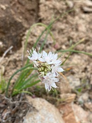 Allium haematochiton