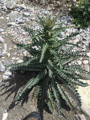 Mentzelia laevicaulis