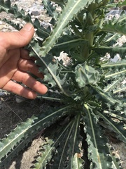 Mentzelia laevicaulis