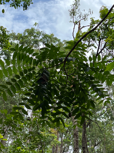 Zanthoxylum rhetsa observed 2026-04-21