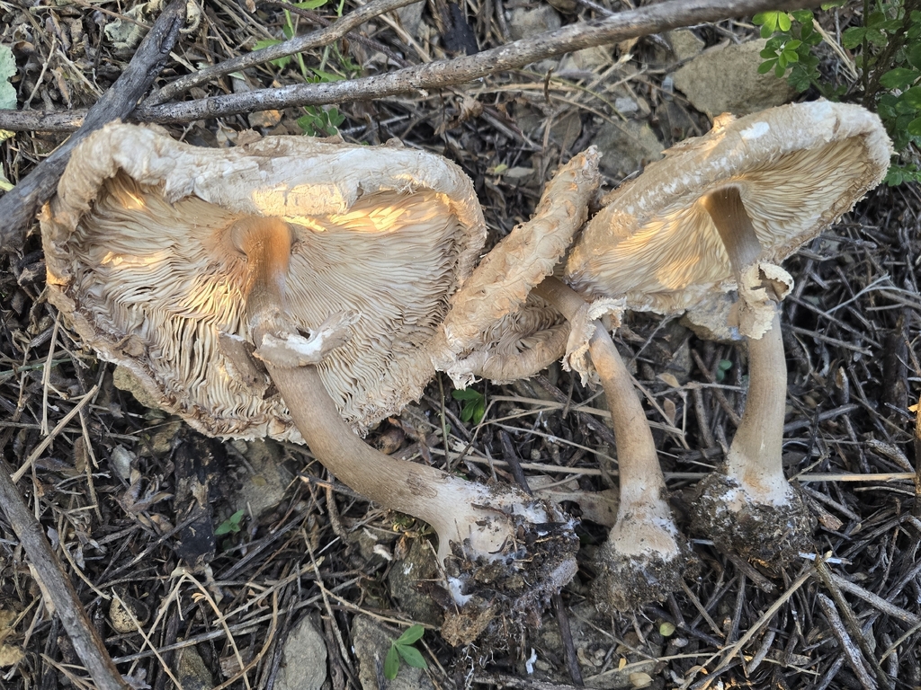 Shaggy Parasol