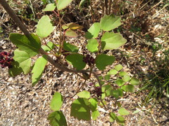 Akebia trifoliata