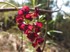 Akebia trifoliata