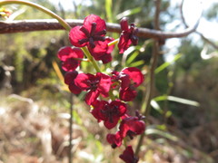 Akebia trifoliata
