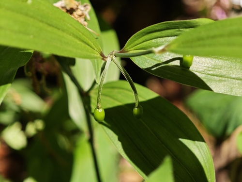 Disporum sessile, photograph 3