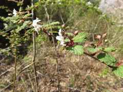 Rubus microphyllus