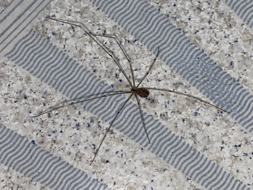 Tailed Cellar Spider