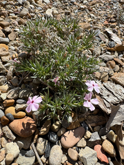 Phlox austromontana, photograph (c) Parker James Lloyd, some rights reserved (CC BY)