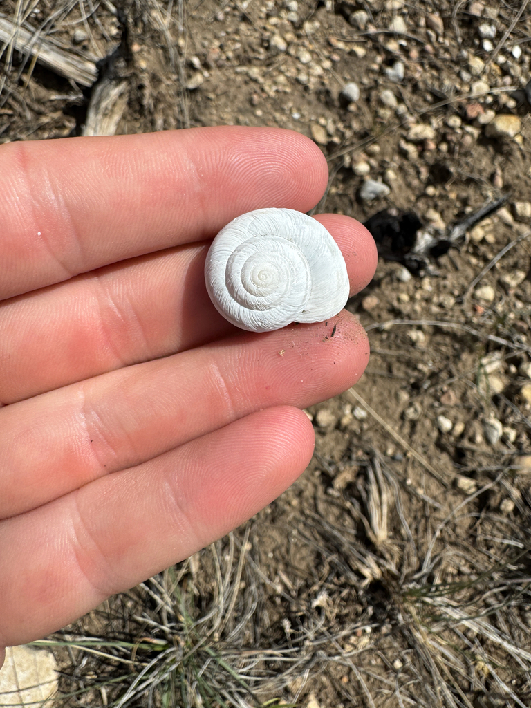 Rocky mountainsnail