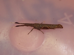 Protosynaema steropucha