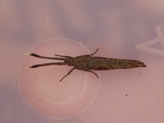 Protosynaema steropucha