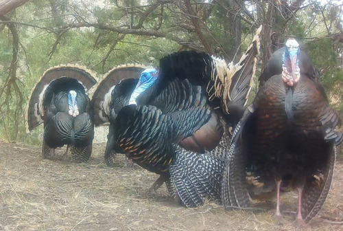 Wild Turkey photographed in Nebraska