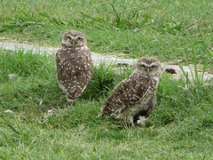 Athene cunicularia