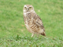 Athene cunicularia