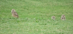 Athene cunicularia