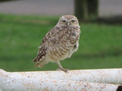 Athene cunicularia