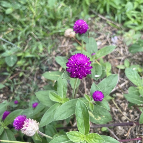 Globe amaranth