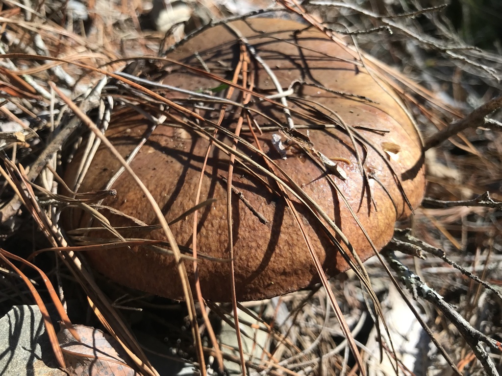 Suillus luteus · May 2026 · photo: © stephen_hartley (iNaturalist, cc-by)