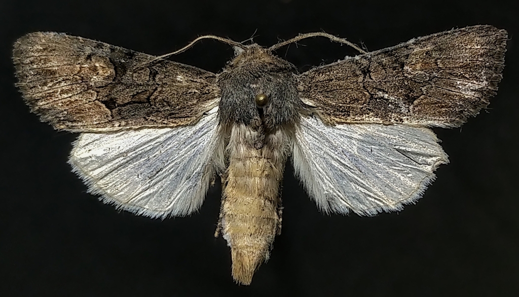 Burgess' Apamea Moth