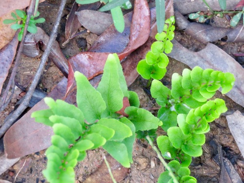 Lindsaea agatii observed 2020-03-30