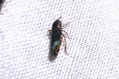 Xestocephalini