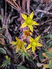 Sedum debile