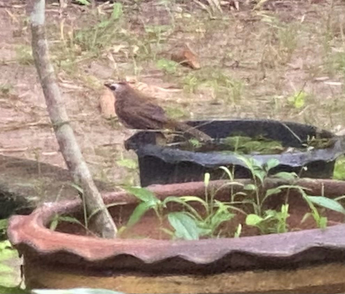 Yellow-vented Bulbul