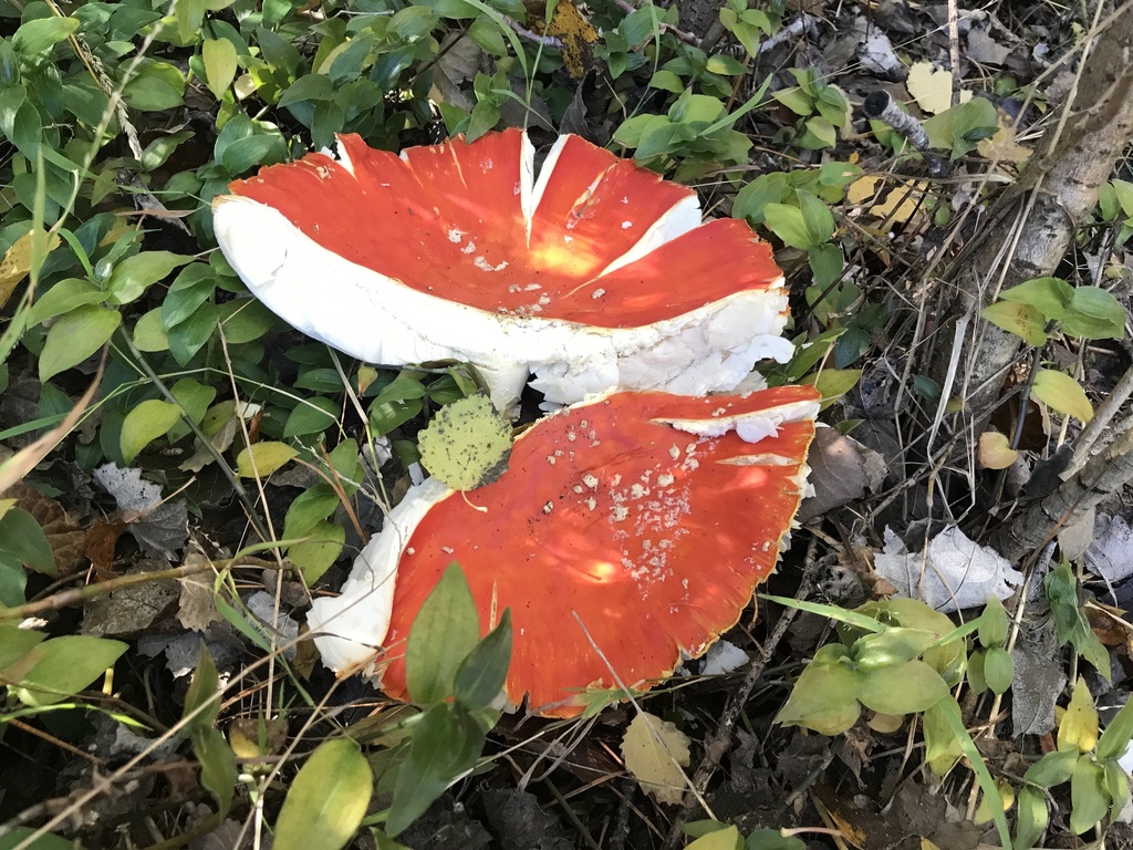 Amanita muscaria · May 2026 · photo: © stephen_hartley (iNaturalist, cc-by)