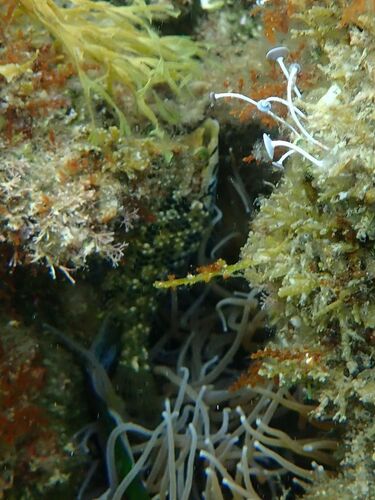 Symphodus roissali