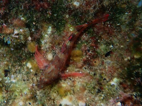 Tripterygion tripteronotum